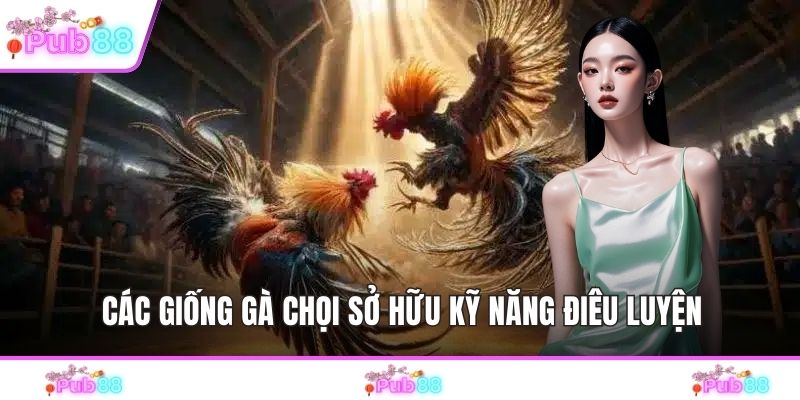 Các giống gà chọi sở hữu kỹ năng điêu luyện