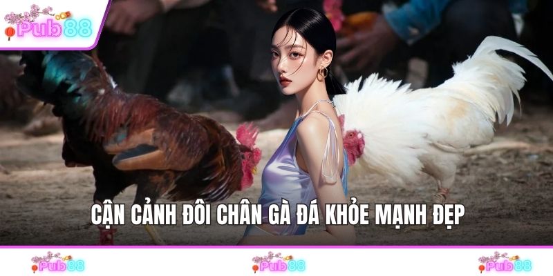 Cận cảnh đôi chân gà đá khỏe mạnh đẹp