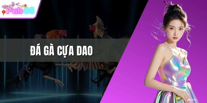 Đá gà cựa dao