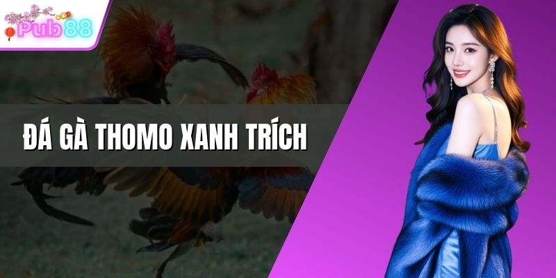 Đá gà Thomo xanh trích