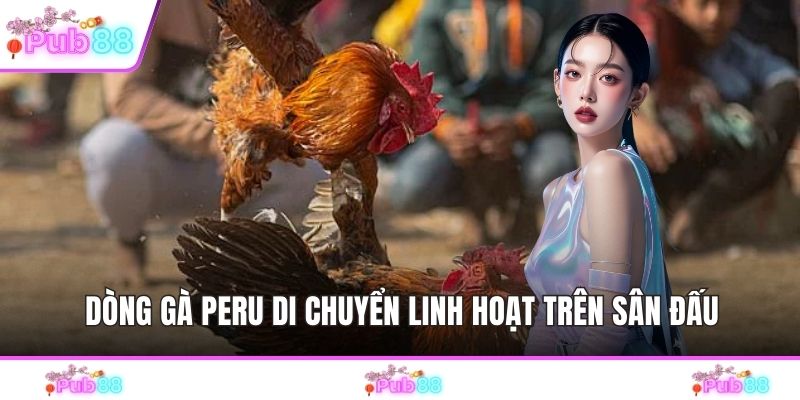 Dòng gà Peru di chuyển linh hoạt trên sân đấu