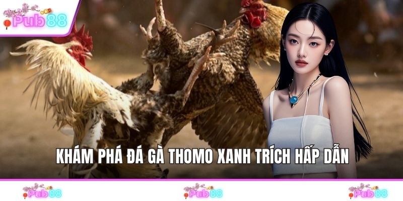 Khám phá đá gà Thomo xanh trích hấp dẫn