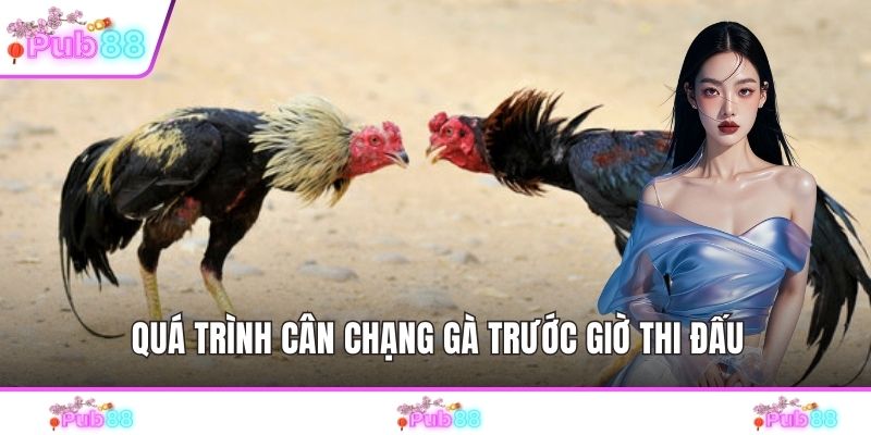 Quá trình cân chạng gà trước giờ thi đấu